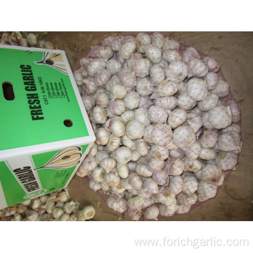 Hybrid Normal White Garlic